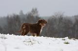 BERGER AUSTRALIEN PUPPIES 544